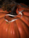 Displayed on top of a pumpkin, a closeup shot of the Sleepy Hollow™ Katrina Star Pendant Necklace from La Femme En Noir.