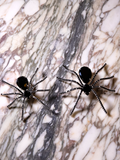 Two of the Black Widow Rhinestone Spider Brooches sitting next to each other on granite countertop.