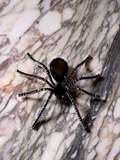 The black Spider Baby Rhinestone Spider Brooch sitting on top of a black and brown granite slab.