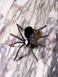 The black widow rhinestone spider brooch in black pictured sitting on granite.